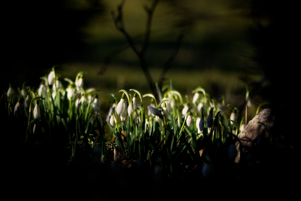 first snowdrops.