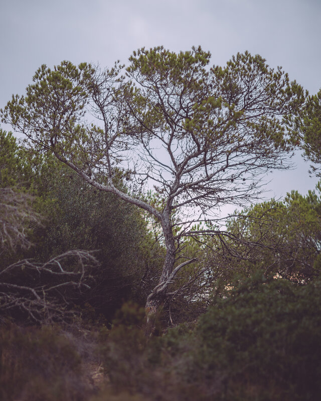 tree